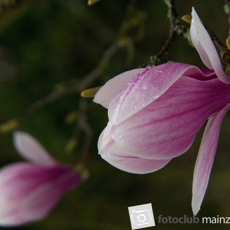 Magnolienblüten